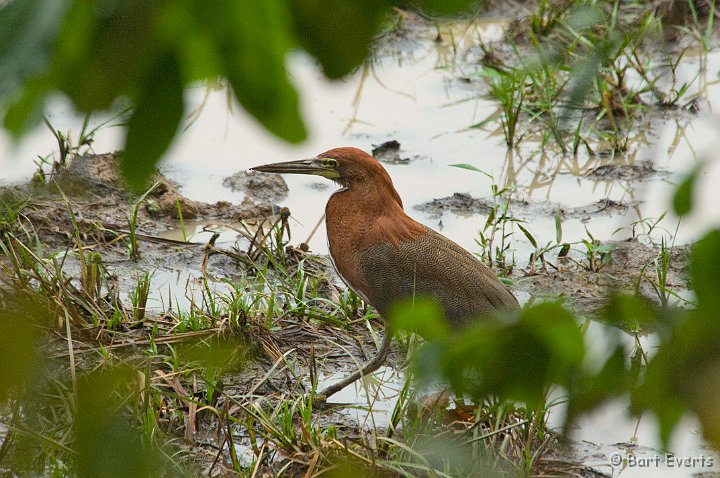 DSC_6322.JPG - Rufescent Tiger Heron