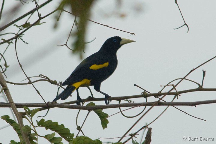 DSC_6327.JPG - Yellow-rumped Cacique