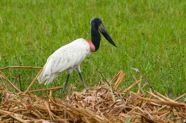 DSC_6331.JPG - Jabiru Stork