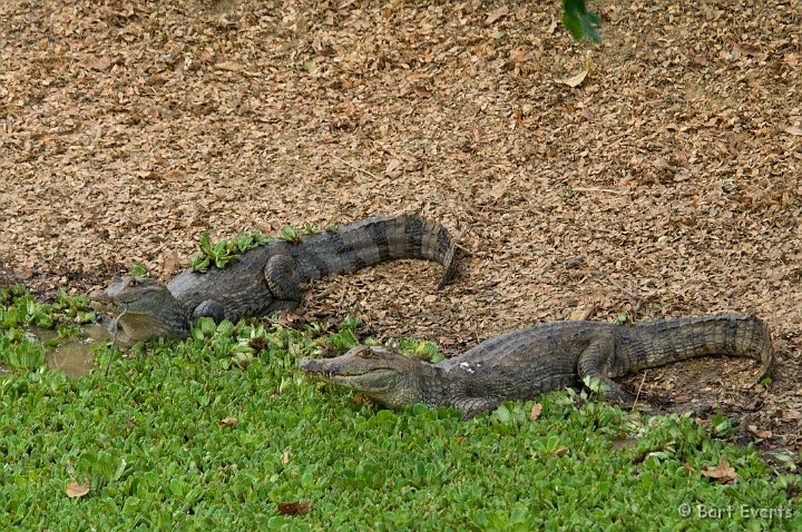 DSC_6345.JPG - Spectacled Caimans