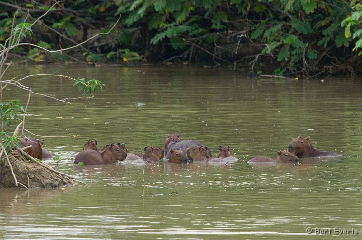 DSC_6348.JPG - Capybara