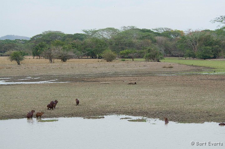 DSC_6359.JPG - Capybara