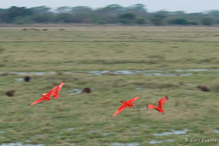 DSC_6374.JPG - What a splash of red!