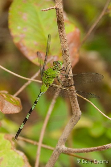 DSC_6408.JPG - Beautiful Dragonfly