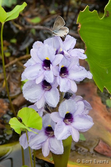 DSC_6420.JPG - Lilly-flower with blue on top