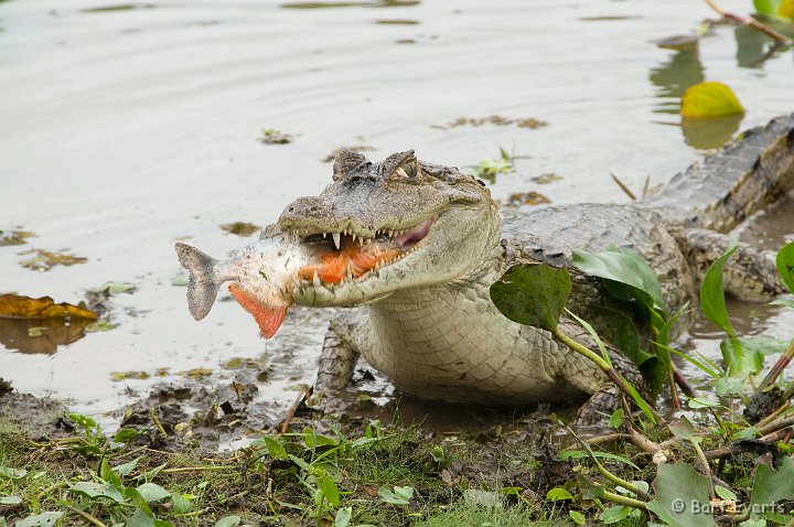 DSC_6430.JPG - Caiman love Piranha, but probably not vice versa