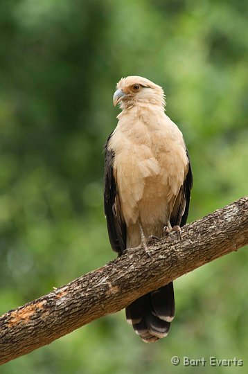 DSC_6462.JPG - Yellow-Headed Caracara