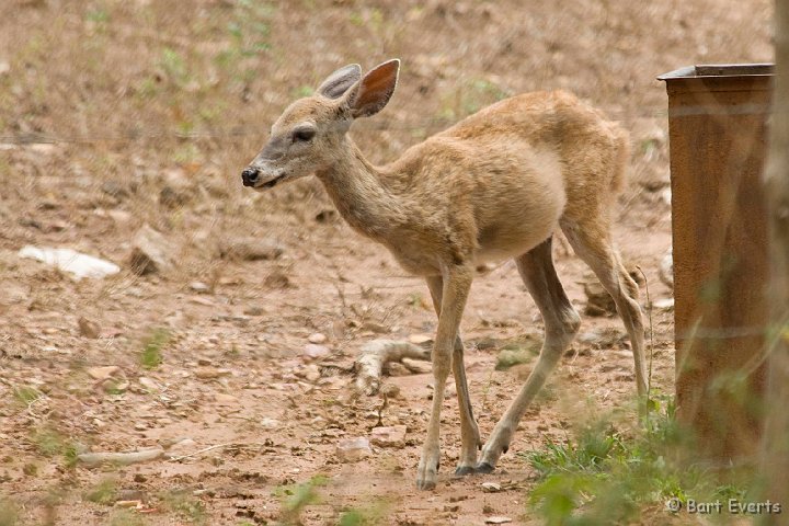 DSC_6466.JPG - White Tailed Deer