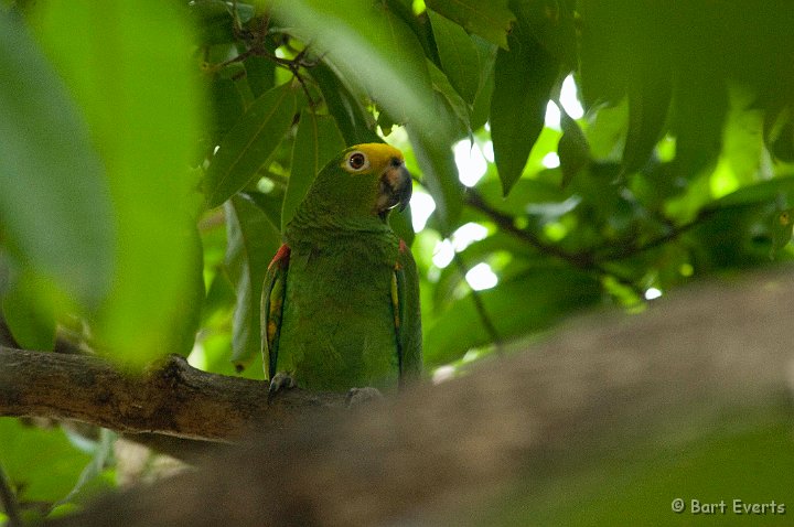 DSC_6476.JPG - Yellow-Crowned Amazon