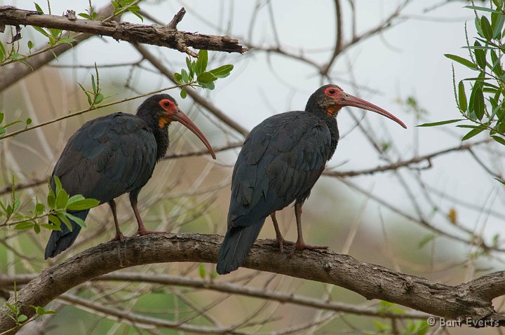 DSC_6481.JPG - Sharp-tailed Ibises