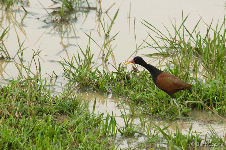 DSC_6484.JPG - Wattled Jacana