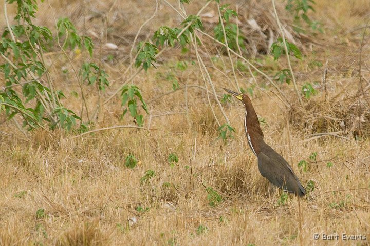 DSC_6489.JPG - Rufescent Tiger Heron