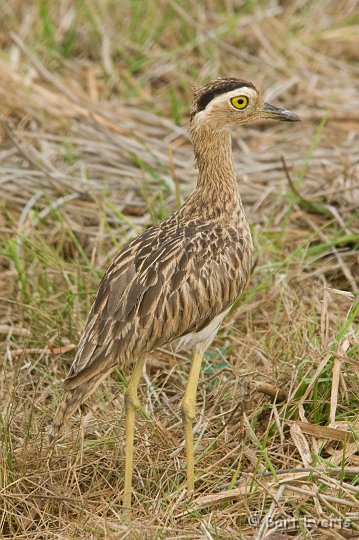 DSC_6493.JPG - Double-Striped Thickknee