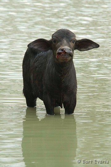 DSC_6500.JPG - Waterbuffalo: kept for their milk