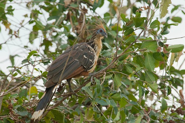 DSC_6514.JPG - Hoatzin