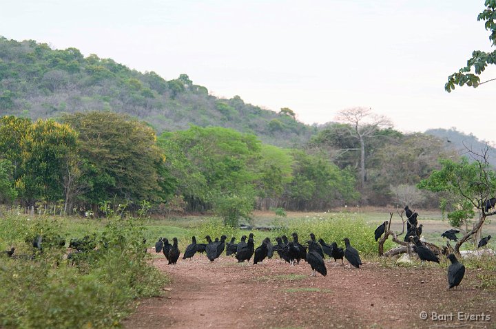 DSC_6528.JPG - Black vultures