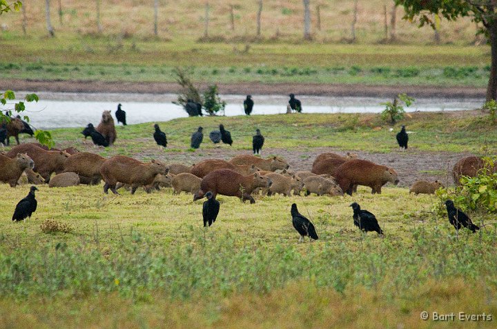 DSC_6536.JPG - Capybara