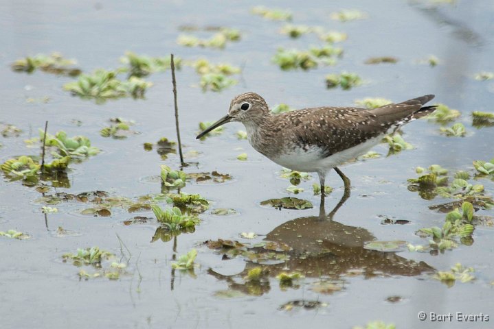 DSC_6589.JPG - Solitary Sandpiper