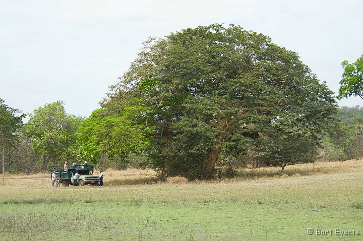 DSC_6592.JPG - Big trees