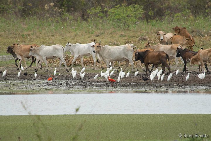 DSC_6604.JPG - Cattle egrets and Scarlet Ibises