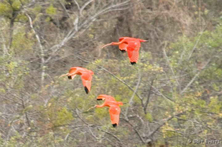 DSC_6608.JPG - Scarlet Ibises