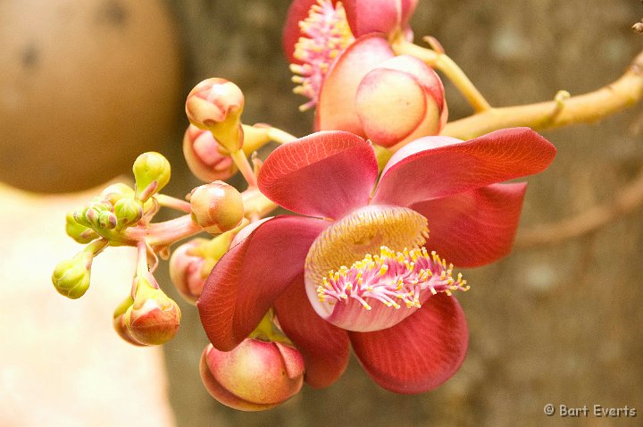 DSC_6639.JPG - Flower of the Cannonball tree