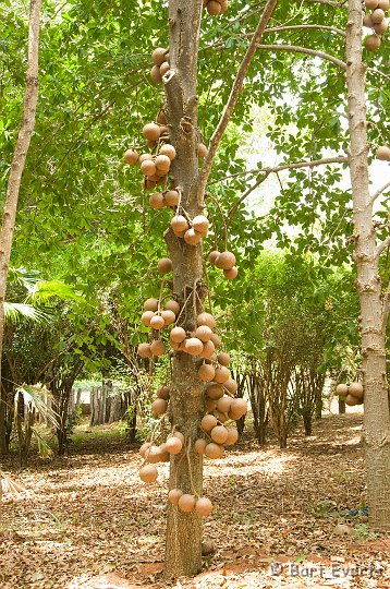 DSC_6640.JPG - Cannonball tree