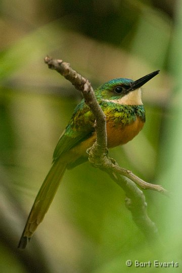 DSC_6681.JPG - Rufous-Tailed Jacamar