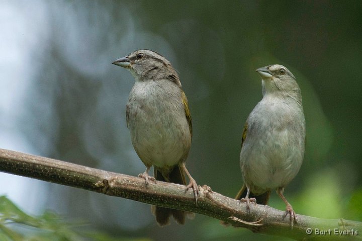 DSC_6686.JPG - Black-Striped Sparrow