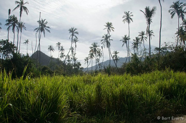 DSC_6697.JPG - Palms