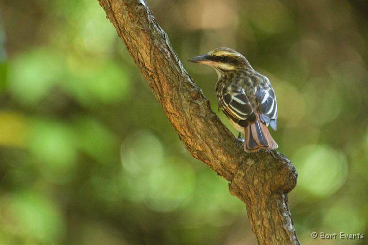 DSC_6698.JPG - streaked Flycatcher