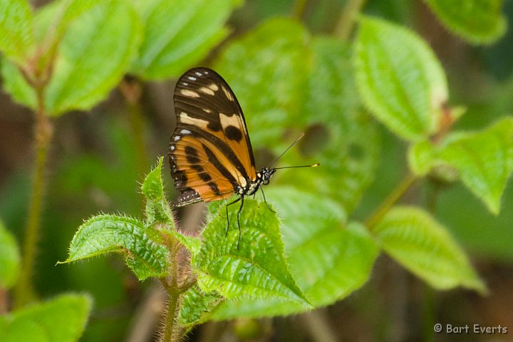 DSC_6711.JPG - Lycocerea cleobaeca