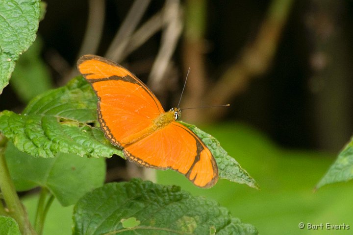 DSC_6714.JPG - Dryas julia