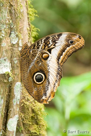 DSC_6728.JPG - Owl Butterfly