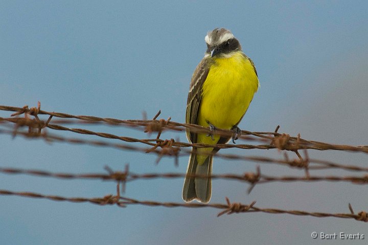 DSC_6091.JPG - Social Flycatcher