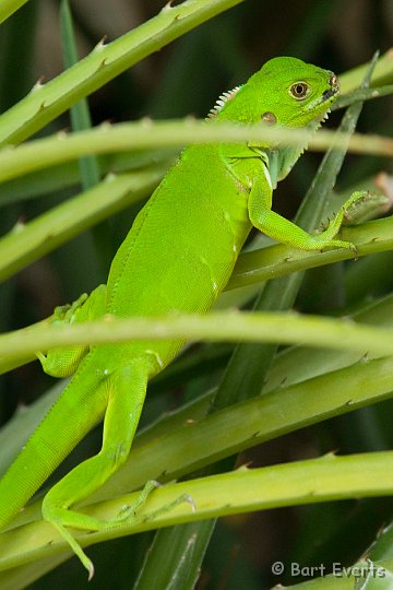 DSC_6105.JPG - Green Agama