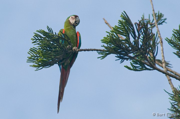 DSC_6123.jpg - Chestnut-fronted Macaw