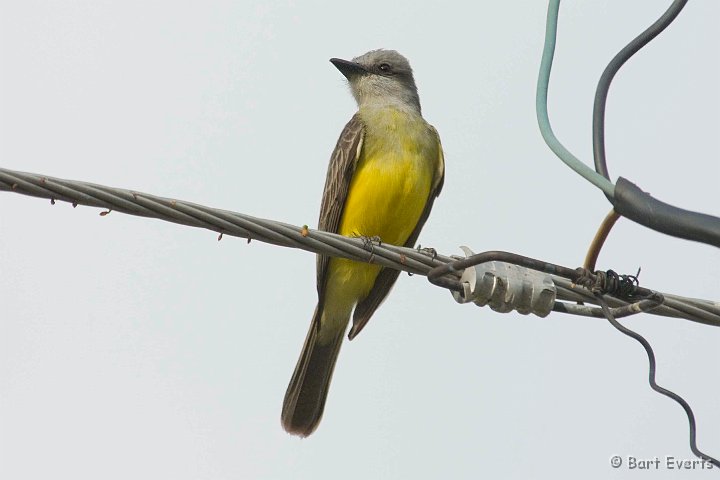 DSC_6130.JPG - Tropical Kingbird