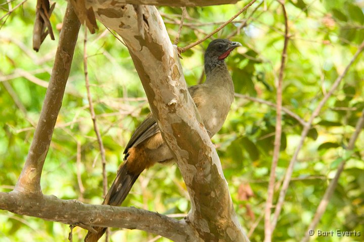 DSC_6135.JPG - Rufous-Vented Chachalaca