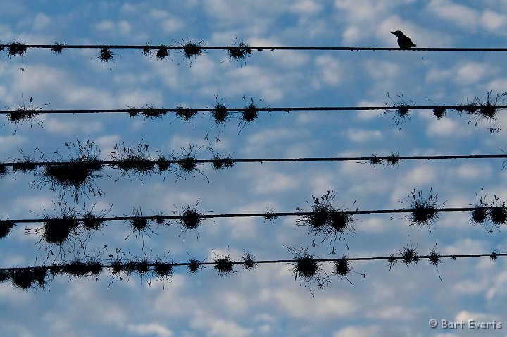 DSC_6138.JPG - Mosses and bird on electricity wires