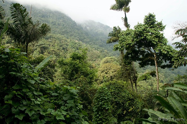 DSC_6079b.JPG - more cloudforest