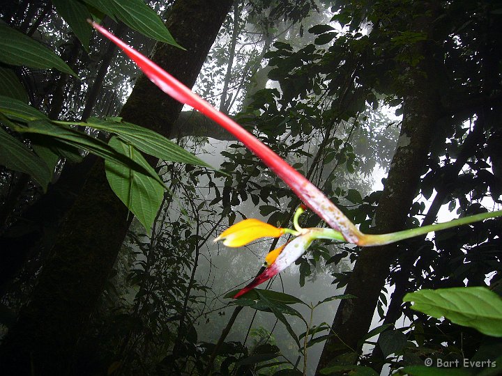 DSC_6079d.jpg - Heliconia flower