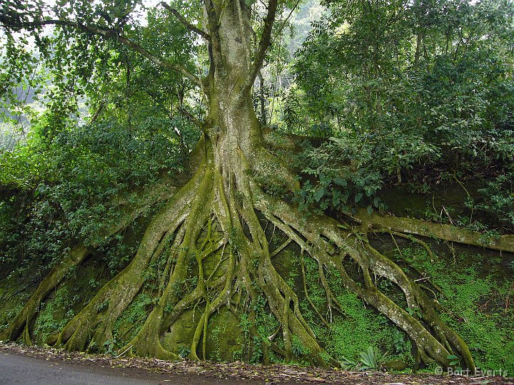 DSC_6080.jpg - Big Fig tree