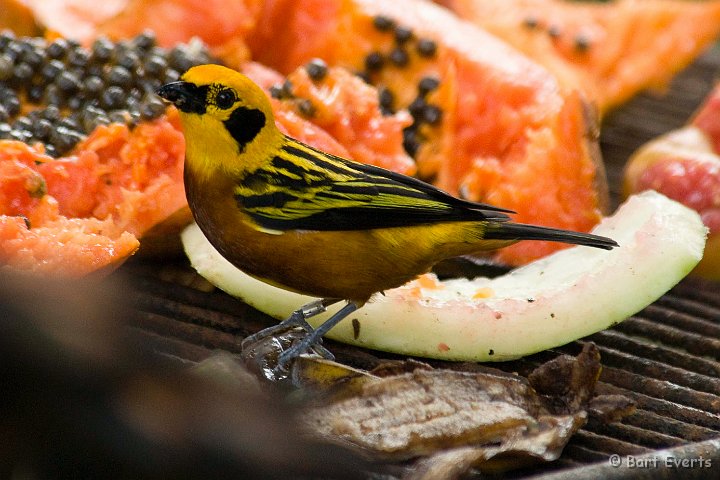 DSC_6165.JPG - Golden tanager