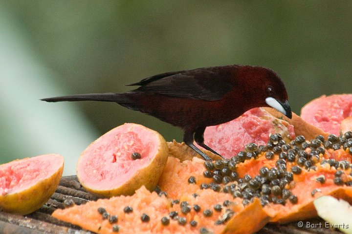 DSC_6166.jpg - Silvery-beaked Tanager