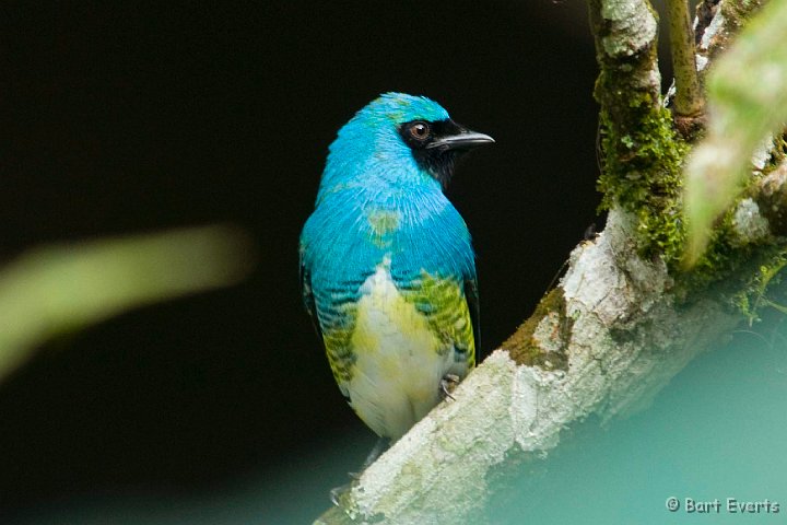 DSC_6169a.JPG - Swallow Tanager