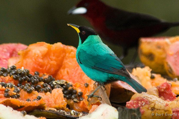 DSC_6169c.JPG - Green Honeycreeper