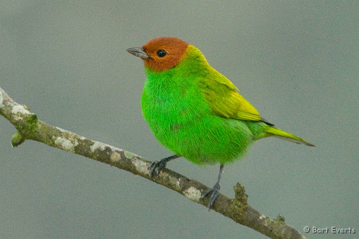 DSC_6169d.JPG - Bay-headed Tanager