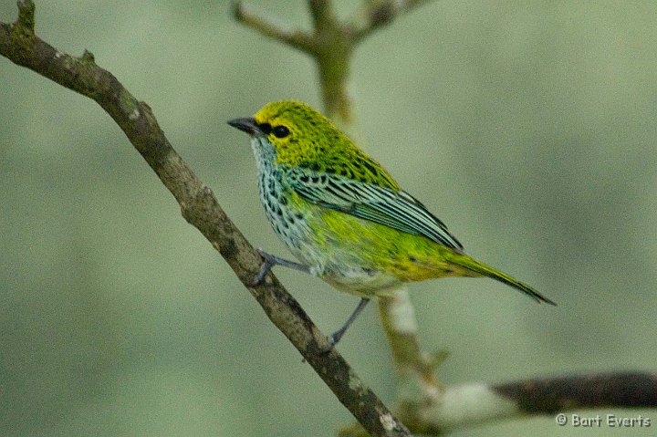 DSC_6169e.JPG - Speckled Tanager