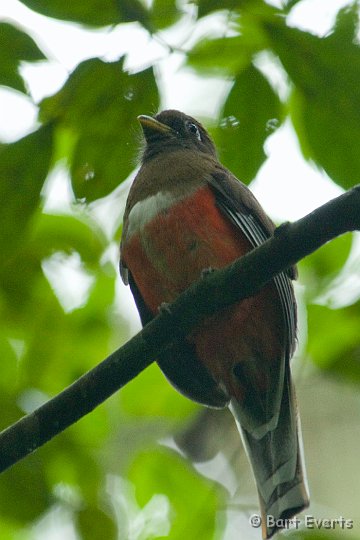 DSC_6178.JPG - Collared Trogon